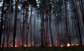 Жителей Башкирии попросили не ездить в лес на майские праздники